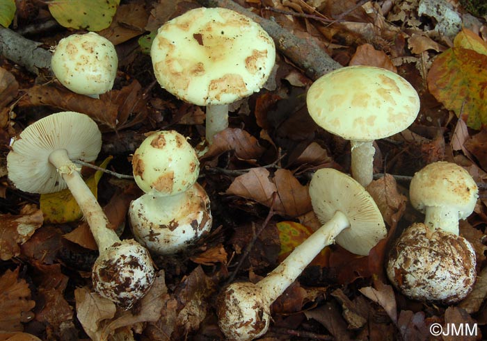 Amanita citrina