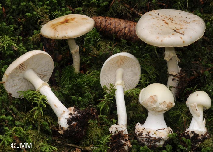 Amanita citrina forma