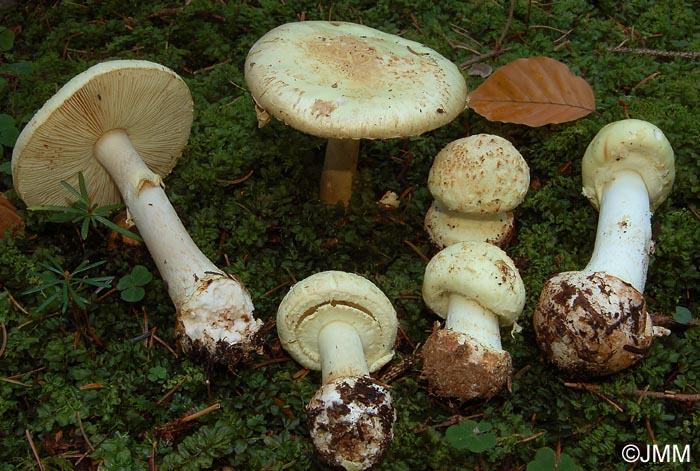 Amanita citrina