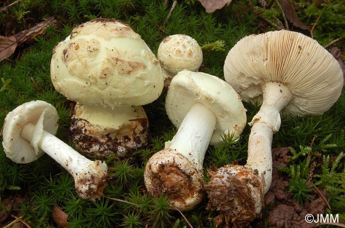 Amanita citrina