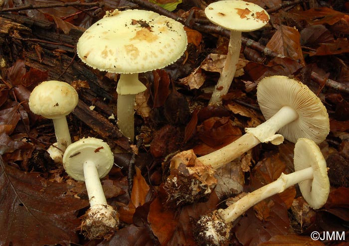 Amanita citrina