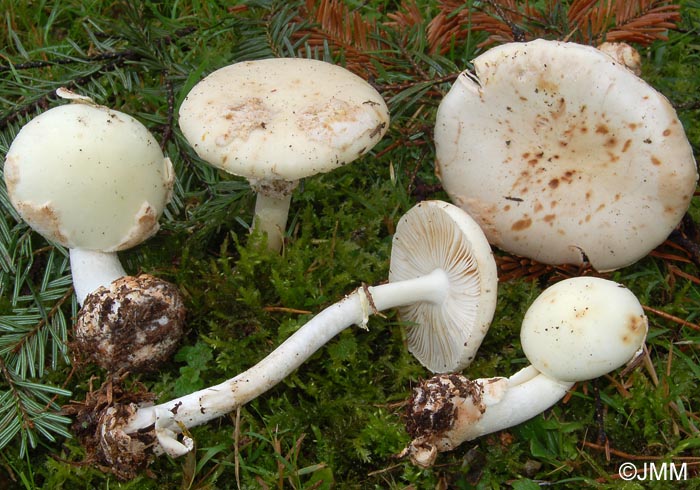 Amanita citrina forma