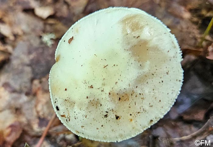 Amanita citrina d'Amérique du Nord
