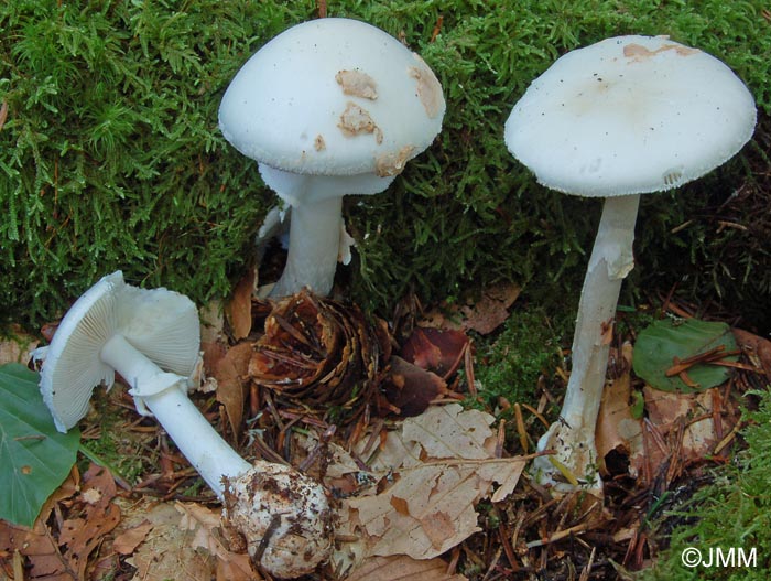 Amanita citrina f. alba