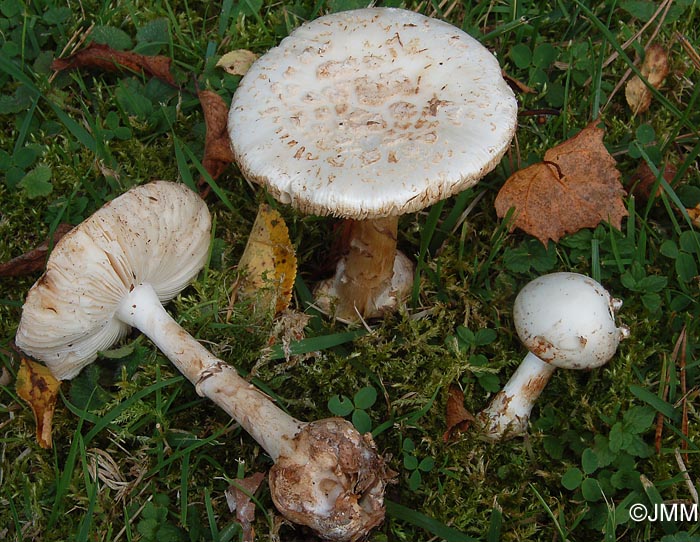 Amanita citrina f. alba