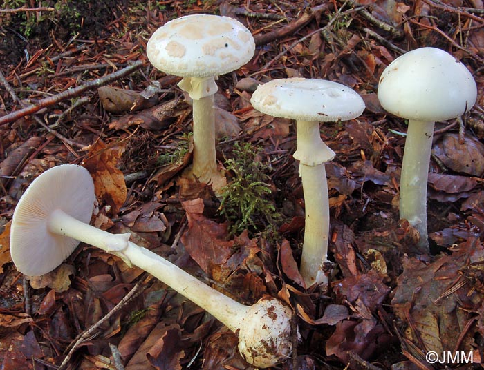 Amanita citrina f. alba