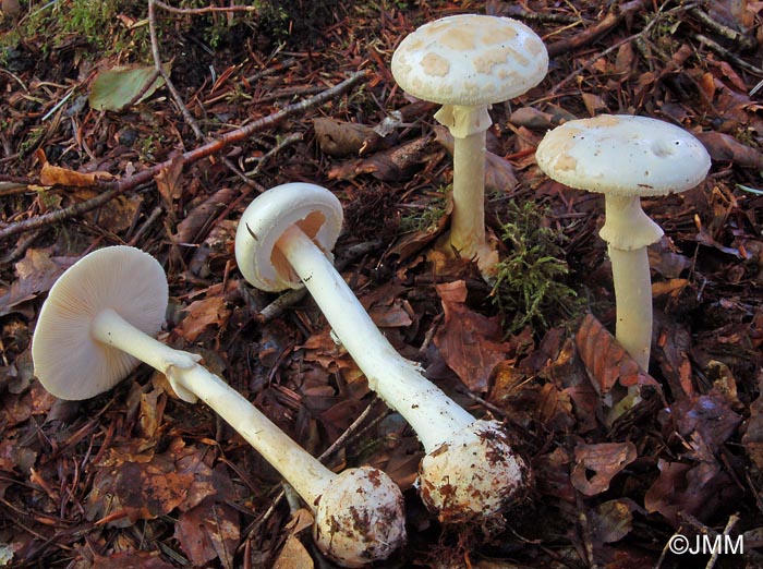 Amanita citrina f. alba