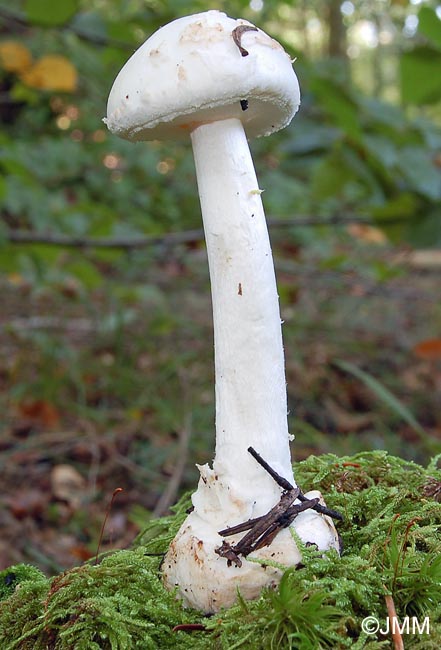 Amanita citrina f. alba