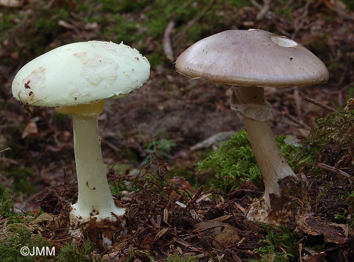 Amanita citrina & Amanita porphyria