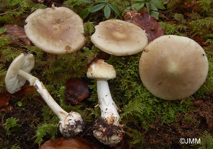 Amanita citrina var. intermedia