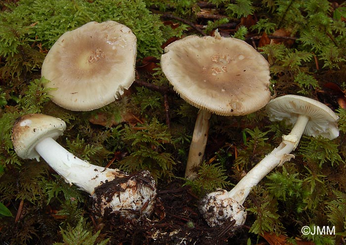 Amanita citrina var. intermedia