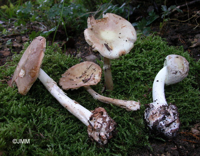 Amanita citrina var. intermedia