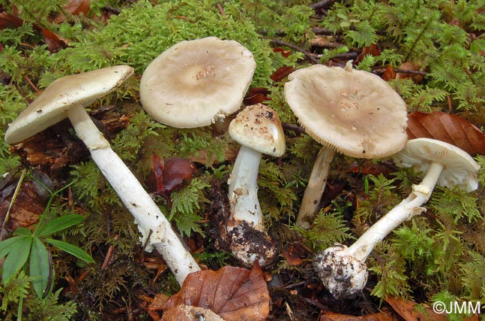 Amanita citrina var. intermedia