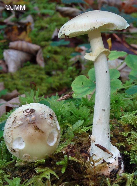 Amanita citrina var. intermedia