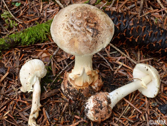 Amanita citrina var. intermedia