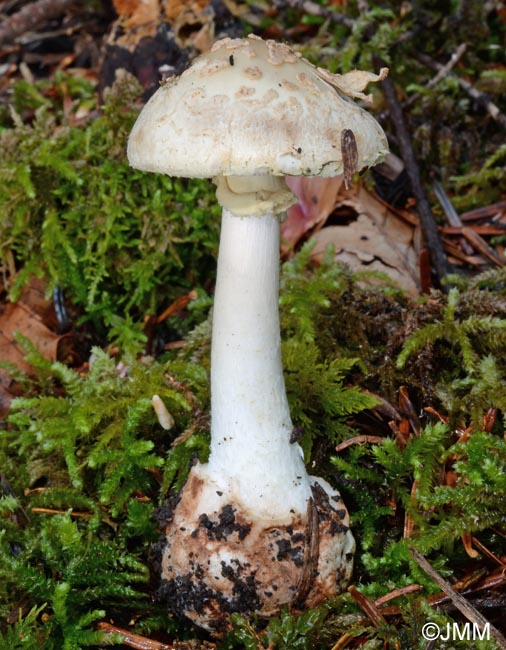 Amanita citrina var. intermedia