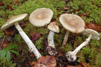 Amanita citrina var. intermedia