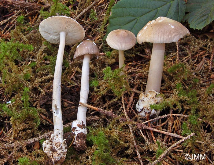 Amanita coryli