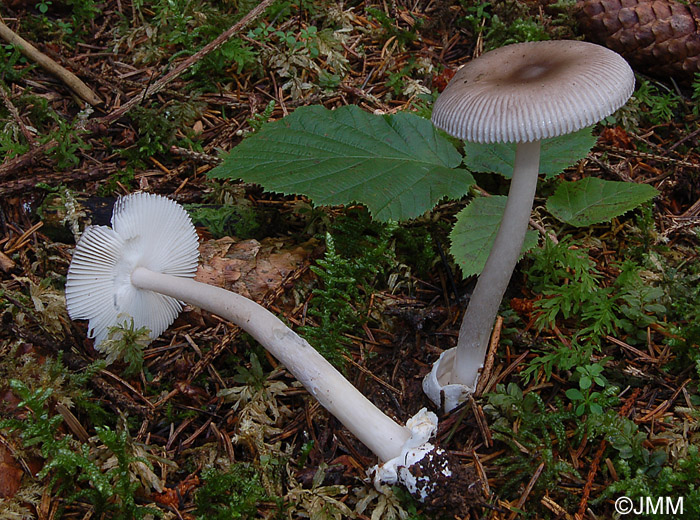 Amanita coryli