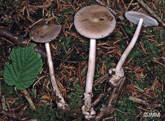 Amanita coryli