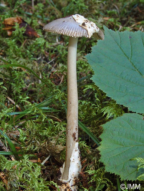 Amanita coryli