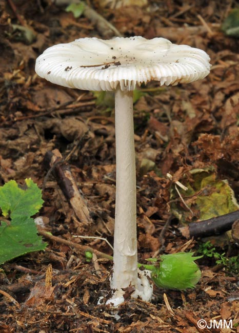 Amanita coryli