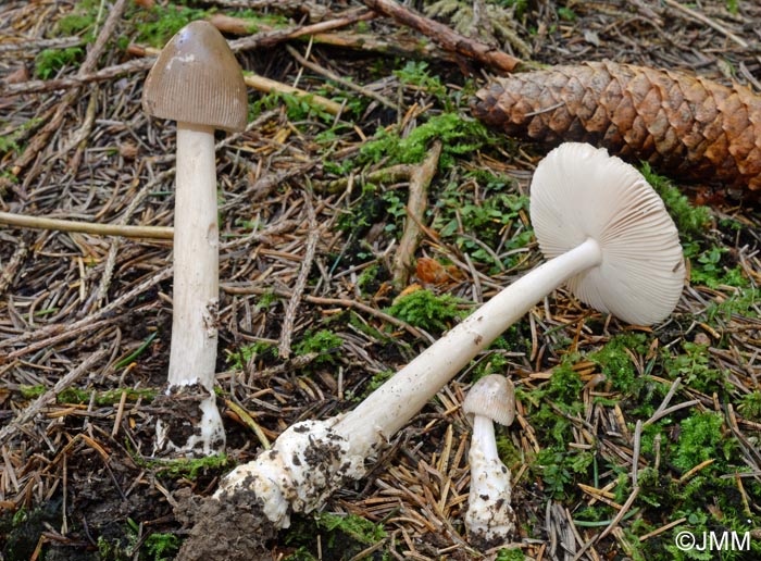 Amanita coryli