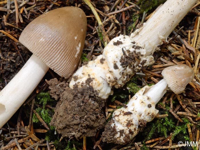 Amanita coryli