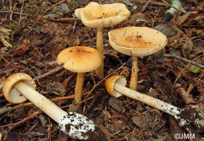 Amanita crocea