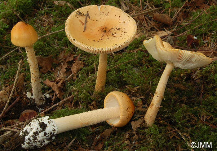 Amanita crocea