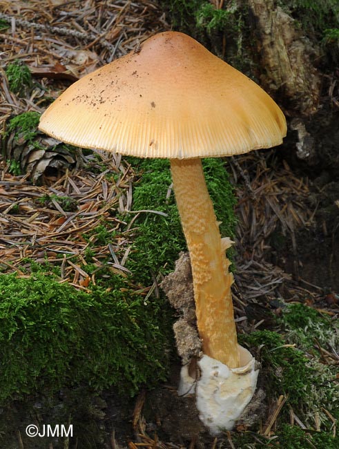 Amanita crocea