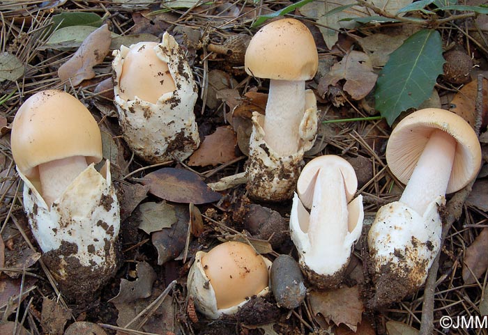 Amanita crocea var. subnudipes