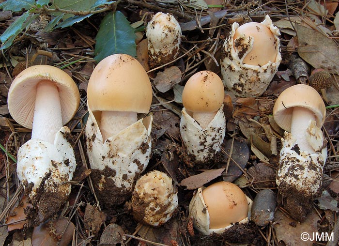 Amanita crocea var. subnudipes