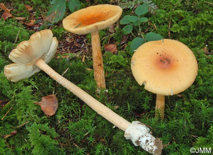 Amanita crocea