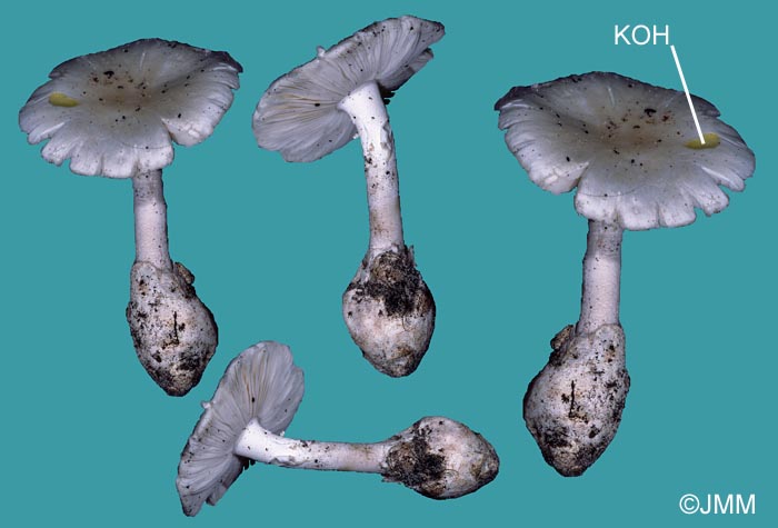 Amanita decipiens = Amanita verna var. decipiens