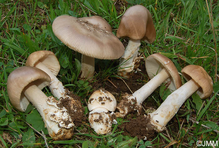 Amanita dryophila