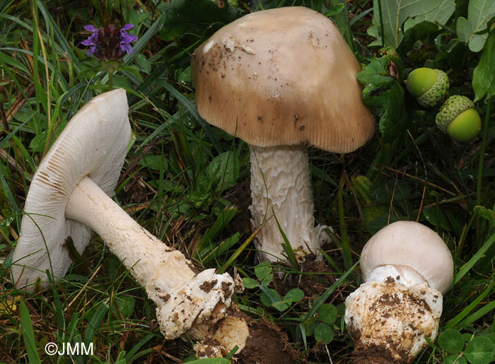 Amanita dryophila