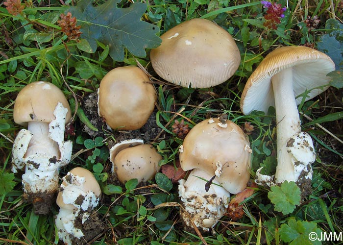 Amanita dryophila