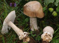 Amanita dryophila