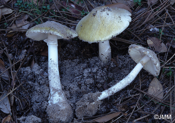 Amanita dunensis