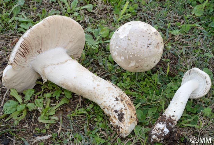 Amanita echinocephala