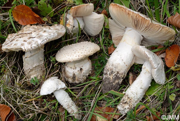 Amanita echinocephala var. subbeillei