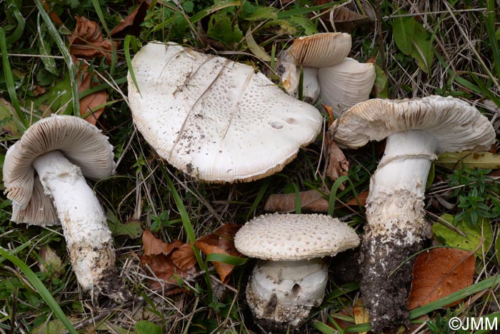 Amanita echinocephala var. subbeillei