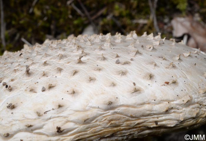 Amanita echinocephala var. subbeillei