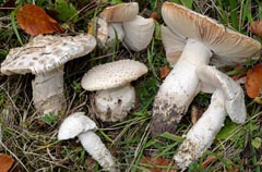 Amanita echinocephala var. subbeillei