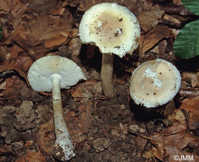 Amanita eliae