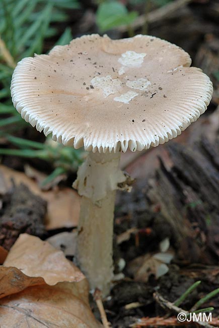 Amanita eliae