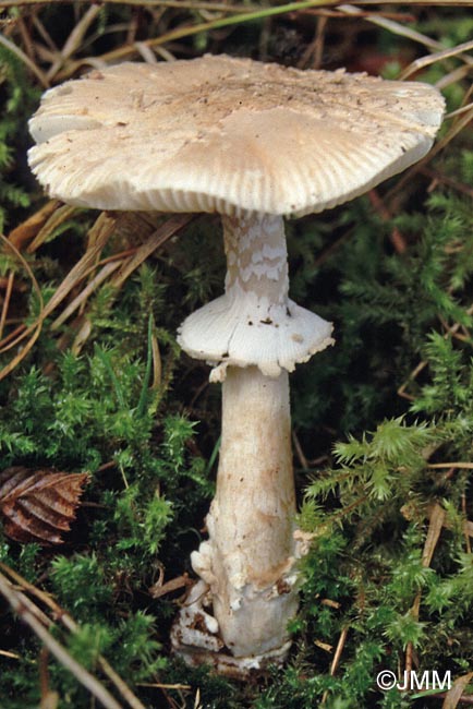 Amanita eliae