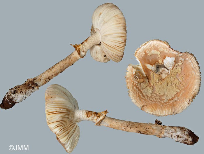 Amanita eliae