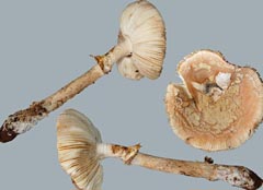 Amanita eliae var. griseovelata